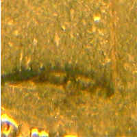 1852 Gold Sovereign ww